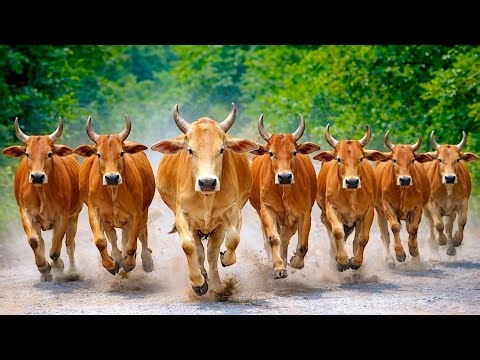 Dozens Funny Cow Sounds in the Morning, Returning from the Field to the Barn, Cow Sounds