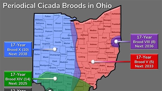 Ohio cicada map 2025: When will cicadas go away? How deep do they burrow?