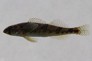 Tennessee Snail Darter No Longer a Threatened Species