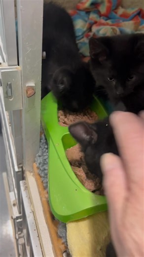 Pixie, Pixel and Bixby enjoying their breakfast. They will officially be up for adoption at the end of next week. A pre adopt must be filled out and approved. You must be on file with a vet.The adoption fee- you must prepay for the neuter or spay and vaccinations and bring us the reciept. The money is non refundable. | Ark Animal Sanctuary