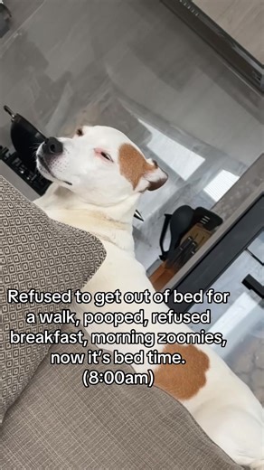 Exhausted from existing. Needs a nap to recover from it. #DogTok #RelatablePets #TooTired #FunnyDogs #Scrappy