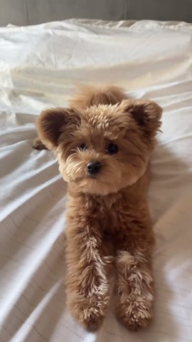 Pomapoo puppy moments that show playful and heartwarming dog behavior