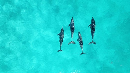 A core concept of secular Buddhism: the four tasks - Secular Buddhist Network