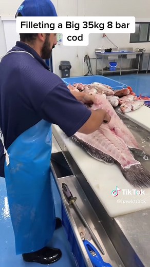 How to Fillet a Big 8 Bar Cod with the Right Knife
