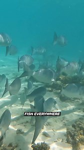 54K views · 944 reactions | Can you believe you can camp just 50m from this! #ningaloo #4wd #exmouth #4x4 | 4WD 24/7 | Facebook