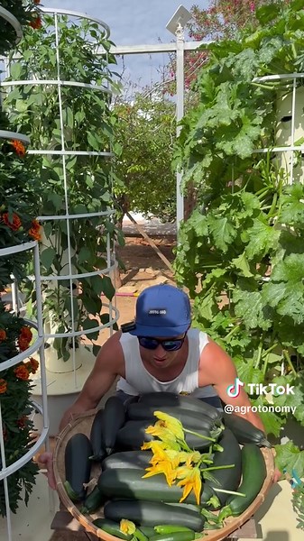 From seed to harvest, this is how we maximize zucchini (courgette) cultivation by growing up to 18 zucchini plants per aeroponic tower. #zucchini #courgette #farming #gardening #agriculture #hydroponics #aeroponics #soilless