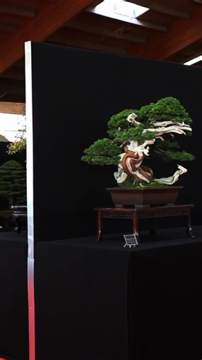 Best of the Bonsai San, short video | Bonsai Empire