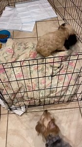 9.9K views · 348 reactions | Update: now accepting applications. How cute are Chickie and Birdie?!? These two adorable little cockapoo boys will be available for adoption in a couple weeks. In the meantime they are stealing hearts and causing trouble in their foster home! ❤️ we are not yet accepting applications for Chickie or Birdie but will be in a week or two | Peyton's Place Animal Rescue, an AJL Rescue | Facebook