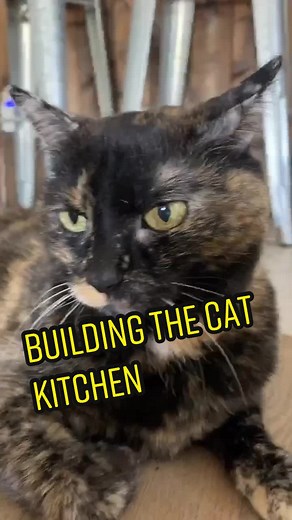 Robot Ramon (@robotramon)’s videos with Cat - Lion