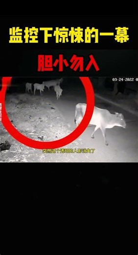 监控下惊悚的一幕，胆小勿入 #感人壹幕#白天刷不到晚上逃不掉系列 #影視解説 #搞笑 #萌寵 #大熱門 #pets #影视聚焦