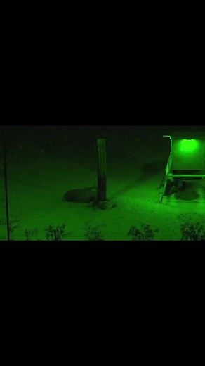 Still can’t believe this happened! No edits, pure raw video of hogs mesmerised by Pig Oil and the green glow! Wild hogs, no fences and they just wouldn't leave! #elusivewildlifetv #elusivewildlifetechnologies #elusivewildlife #predator #bowhunting #whitetail #redlight #greenlighthunting #coyotehunting #texashunting #texas #killlight #ownthenight | Elusive Wildlife Technologies, LP