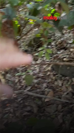 A foreign netizen shared this jaw-dropping clip of what appears to be a snake, but it’s actually a sphinx hawk moth caterpillar (Hemeroplanes triptolemus). This species uses snake-like camouflage, inflating its head and revealing eyespots to scare off predators. It can be found in the Peruvian Amazon. #malaymail #caterpillar #snakeorcaterpillar | Malay Mail