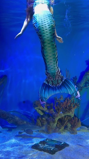 4.3K views · 90 reactions | Ready for a new tail  We just launched a...