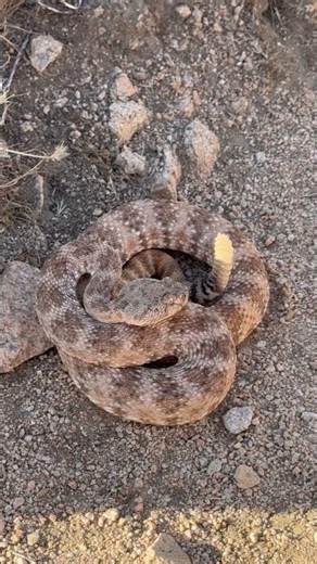 Speckled Rattlesnake Close-Up Fairview Mountain Mojave Desert CA #nature #wildlife #snake #reptiles