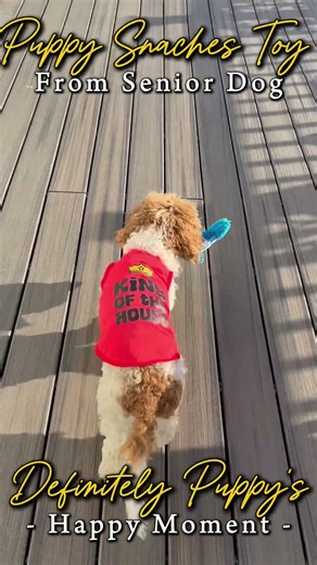 Playful Victory When Cockapoo Puppy Snatches His Favorite Toy From Distracted Senior Dog! LOL