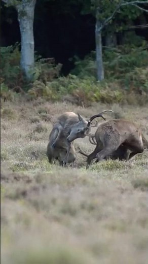 Epic Battle: Two Massive Stags Lock Horns #wildlife #wildlens #naturephotography
