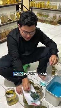 Rahasia packing ikan cupang bisa aman di kirim kemana aja #fishkinian #bettafish #ikancupang