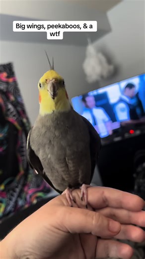 Can’t believe I caught over 2 minutes of Groot being adorable with Thor 🥰 Big wings, peekaboos, and a wtf at the end…my sweet boy is being a little ham today #grootthetiel #fyp #cockatiel #cutepets #talkingparrot #budgie #bigwings #peekaboo #wtf