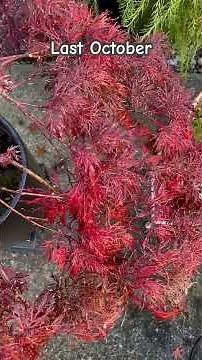 “"Red Spider Web" Japanese Maple April 9, 2025