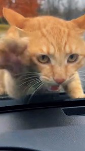 The Car Horn Scares the Cat and the Bird Escapes! 🙀 100% AI video for fun & laughs! Every scene is digitally created — no real animals, babies, or people. Enjoy and share! No reuploads. #AIreel #AIfunny #AIanimals #AI | Super Paws Show