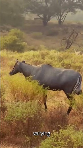 The Nilgai Antelope: Behavior, Habitat, and Conservation
