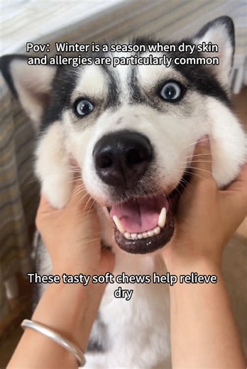 Winter dryness both indoors and outdoors causes more dandruff and dry fur in dogs, and even worsens allergies! This probiotic works wonders—now on sale, give it a try! #Enhealthy #multivitamins #doglover #doghealth #dogallergies