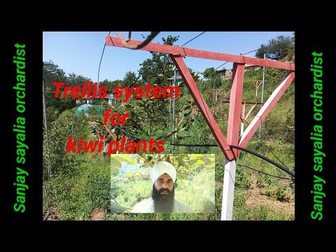 How to Build a Trellis System for Kiwi Plants | Step-by-Step Guide"