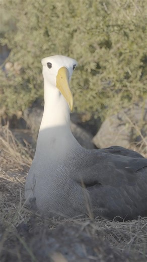 Galapagos Waved Albatross! 🌊