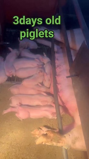 3days old *teeth clipping *taildocking *injection of irondextran *coccidiosis prevention #cutepiglets #livestockcare #backyardfarming #OFW | Ka Swerte Vlog