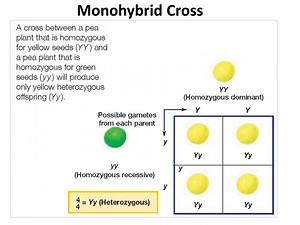 PPT - Monohybrid Cross PowerPoint Presentation, free download - ID:2225907