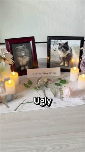 🕊️ Ugly wasn’t just a cat. He mattered more than anyone knew. His story does not end here ✨ #catlover #cats #catlover #fyp #viral