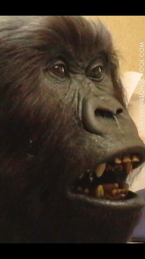 Director Jon Turteltaub engaged Stan Winston Studio to create gorillas for his 1999 film, Instinct, which starred Anthony Hopkins as a renowned anthropologist who lives among a family of gorillas and is committed to a mental institution when he is caught attacking poachers. For Stan Winston Studio, Instinct was a chance to prove, once and for all, that the studio’s artists took a back seat to no one in their ability to create utterly believable gorillas. Video: Stan Winston Studio hair technicia