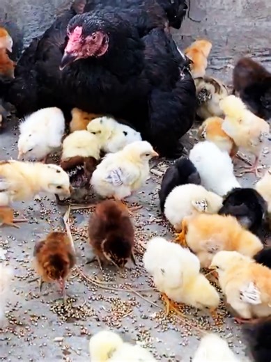 100 baby chicken with 1 Seal hen - hen harvesting eggs to chicks