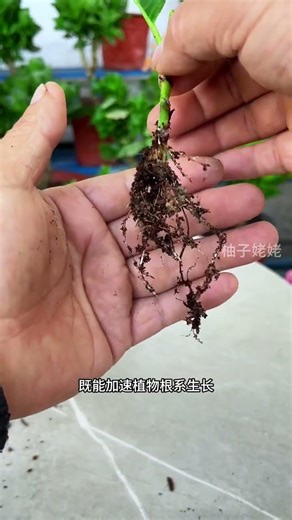 Easy Hydrangea Propagation: Step-by-Step Guide