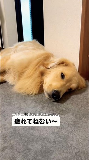 [Precious] The Golden Retriever, Lun, who is so exhausted she’s melting into the floor