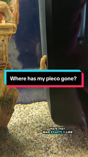Missing Pleco Updates: Where is My Bristle Nose Fish?