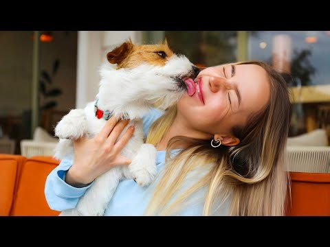 HEARTWARMING SHELTER DOGS REACTIONS TO BEING ADOPTED