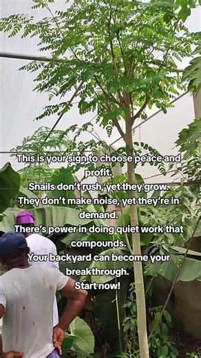 It's okay to start small and learn the ropes using your backyard space to farm snails. Ready to level up? WhatsApp 08078630043 #backyardsnails #snailkeeping #homestead #snailfarming #snailtraining