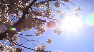Missouri tree pollen causing spring allergies