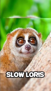 CUTE ANIMALS YOU SHOULD STAY FAR AWAY FROM... 😰🐕