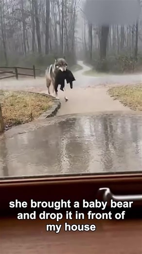 Wolf Rescues Bear Cub in Heartwarming Encounter