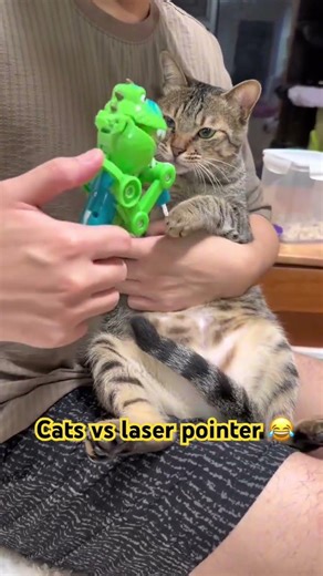 Cats vs laser pointer 😂 #cat #shortsvideo