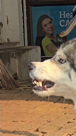 Husky Vs Mastiff fight #viral #pets #dogbreed #rahulpets #dogfight