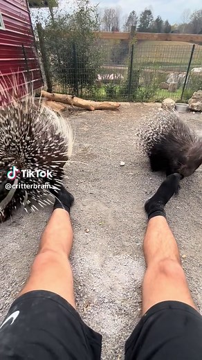 Charmin and Chevy have always enjoyed playing with my feet. I don’t think it has anything to do with the smell🤥 #porcupine #africancrestedporcupine #creaturefeatures