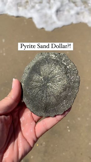 Pyrite suns from Illinois look like they’re found at the beach but they’re actually found 250 feet below ground in a coal mine! They’re the only pyrite in the world with this flat, round formation because they grow between dense layers of shale. They are a true crystal icon of taking a nearly impossible situation and persevering💪🏼 Find them in this Sunday’s (6/2) Live at 10 am Pacific. #pyrite #rarecrystals #healingstones #crystalobsession #crystalhealing #minerals #mineralspecimen #crystalcol