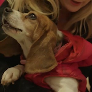 This beagle's reaction to going from a lab cage to a family 💖 | The Dodo
