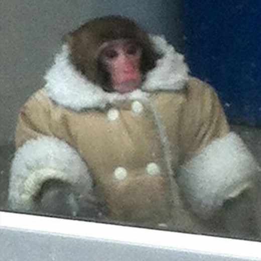 What ever happened to Darwin the IKEA monkey? | VICE Video