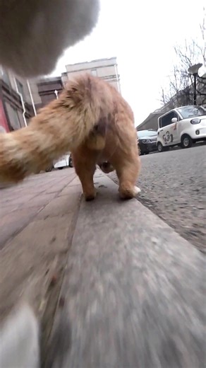 Maxwell, who isn't good at speed, was left far behind by the orange cat.#cats