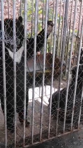 BREAKING NEWS, LAOS: We've learnt of these 2 young orphaned moon bears caged in far northern Laos. We don't have many more details yet & hope to set up a rescue & reach them early next week. This will be the 26th & 27th bears we'll rescue in Laos this year! Please watch this space for updates. The record number of rescues is placing enormous pressure on our small charity, please help by making a small donation. Your support is vital and makes rescues like this possible. Thank you for helping bea