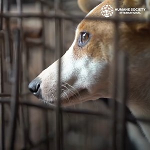 From living in a slaughterhouse, waiting to be butchered in Indonesia's Tomohon Extreme Market to living her best life with a loving family. ❤️‍🩹 Without your support, Daisy’s story could have ended in brutality and pain. Instead, Daisy is a testament that change and hope are real. #HSIEurope #BanDogMeatTrade #DogMeatTrade #DogMeatTradeSurvivor | Humane World for Animals Europe